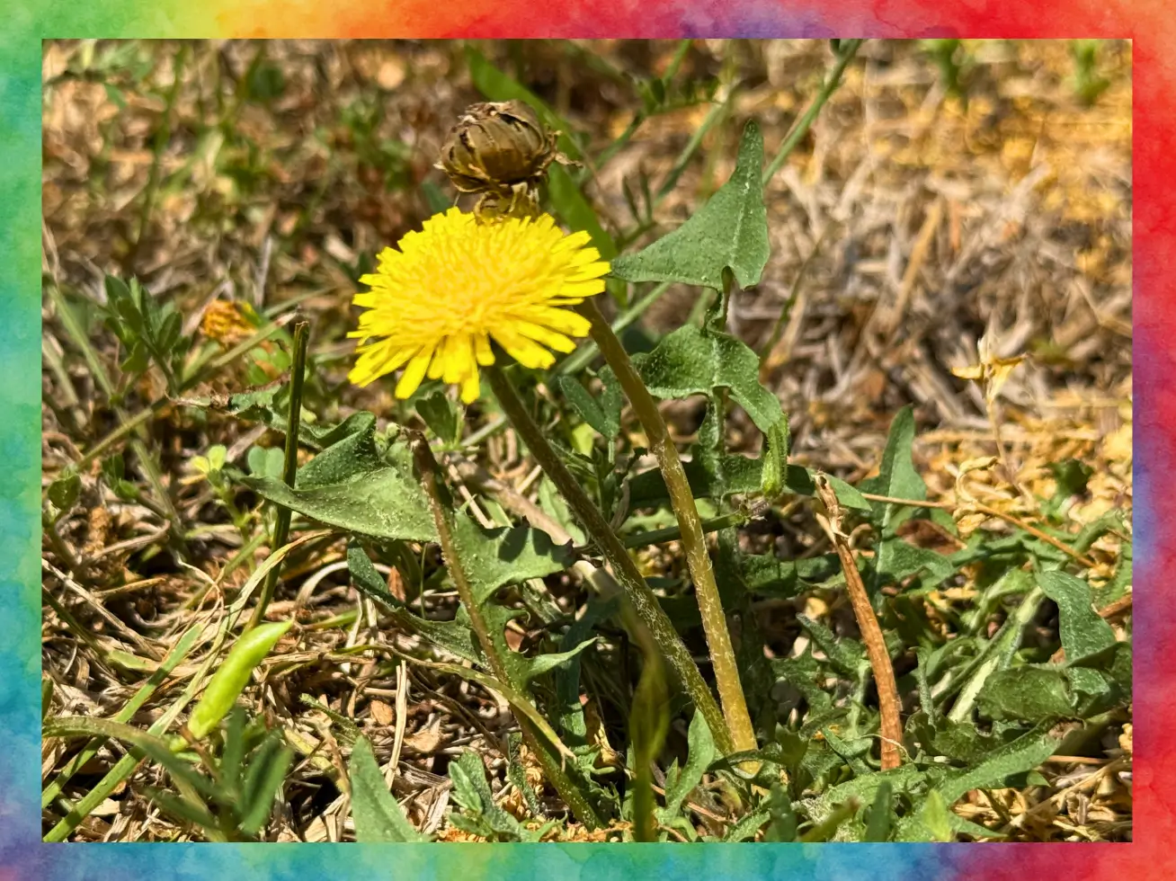 Dandelion: Health Benefits, Safety Information, & How to Use