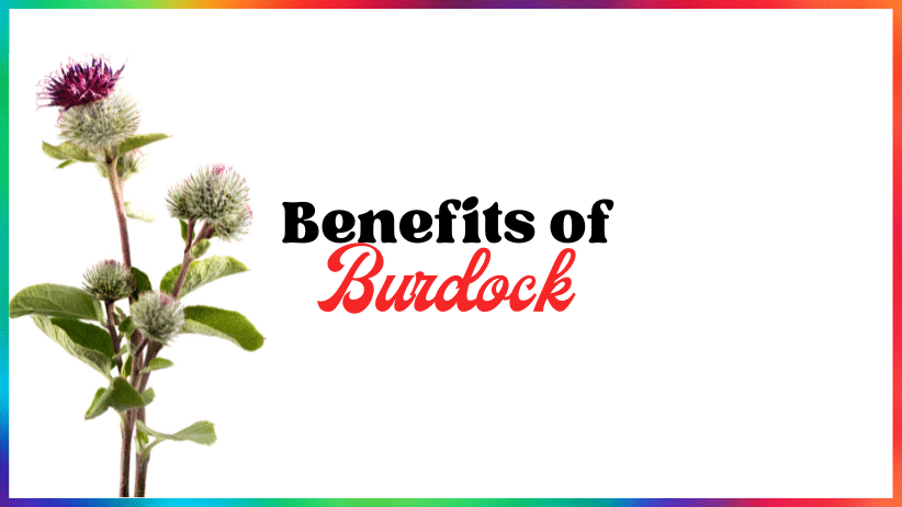 Benefits of Burdock