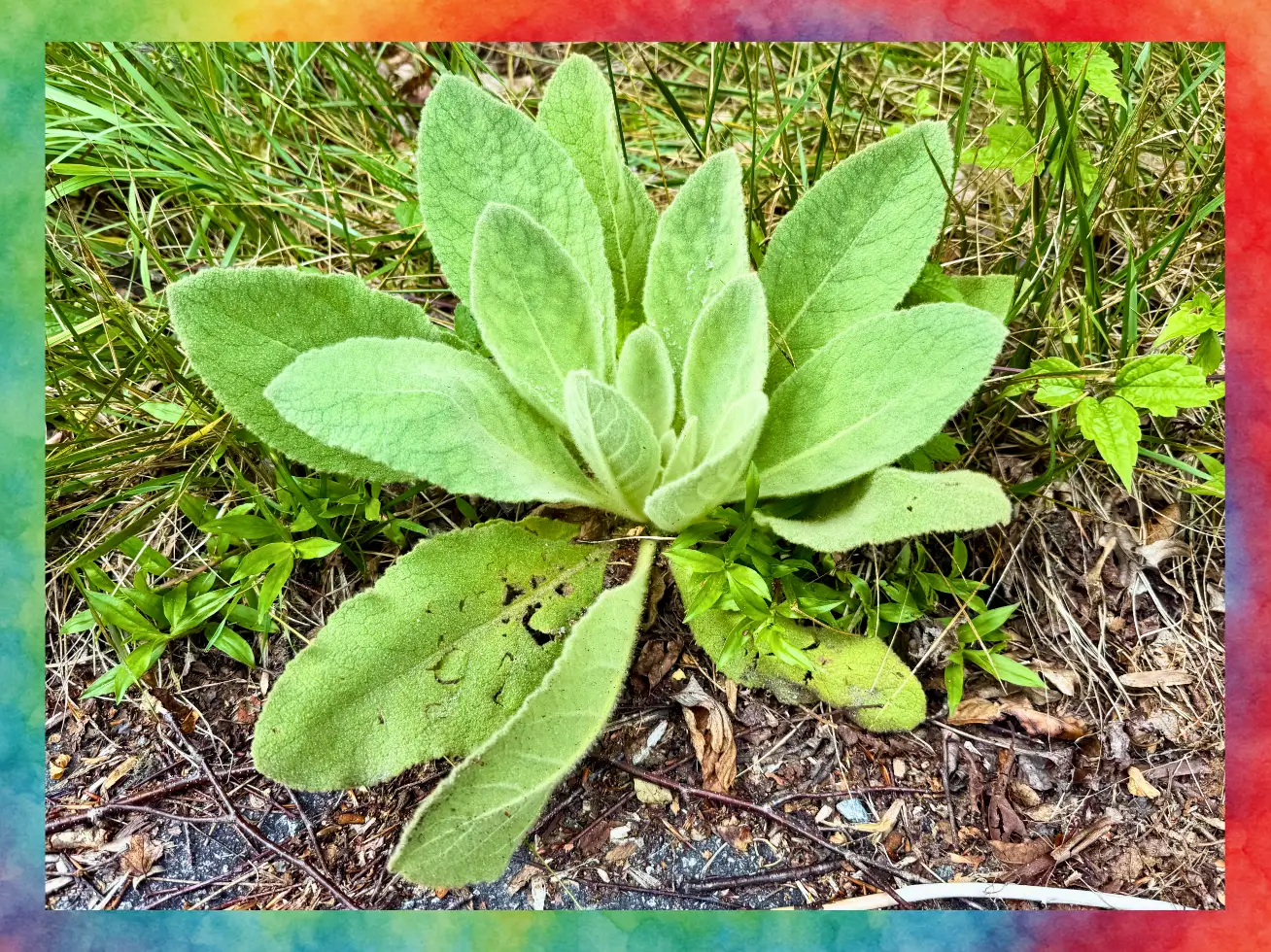Mullein: Health Benefits, Safety Information, & How to Use
