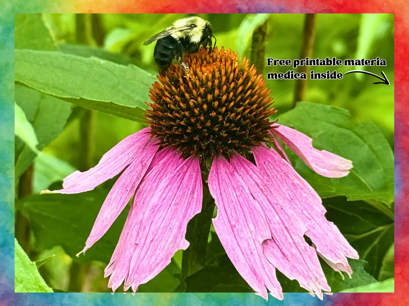Echinacea: Health Benefits, Safety Information, & How to Use